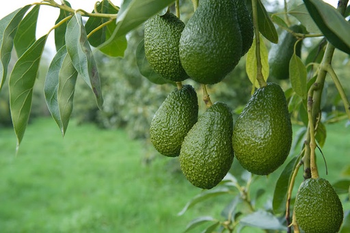 AvoGreen pest monitor accreditation